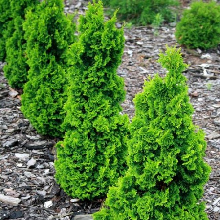 Thuja occidentalis "Zmatlik" - tuja západná